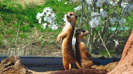 meerkat-729400_640