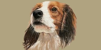 How my sister’s Pet Portraits prove LinkedIn isn’t just for suits and CVs image